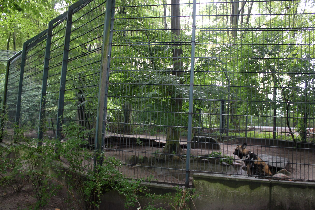 Aalborg Zoo - Wild dog exhibit