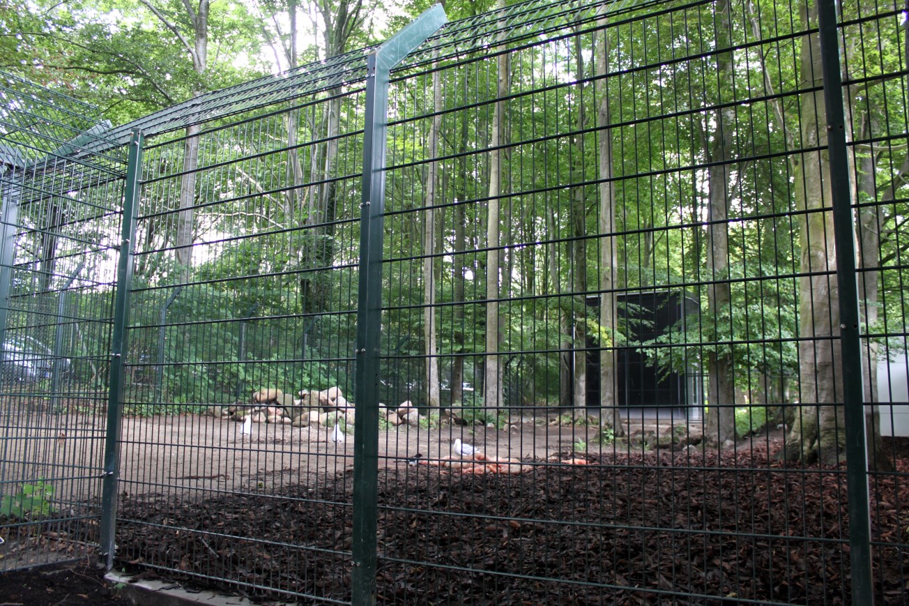 Aalborg Zoo - Wild dog exhibit