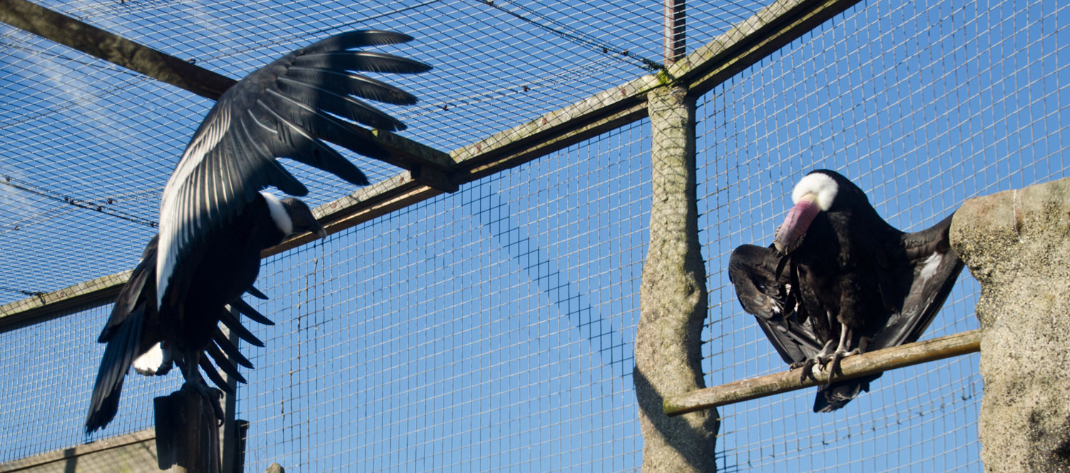 Aandean condor sizing each other up?