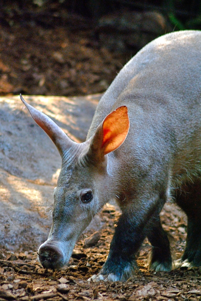 Aardvaark