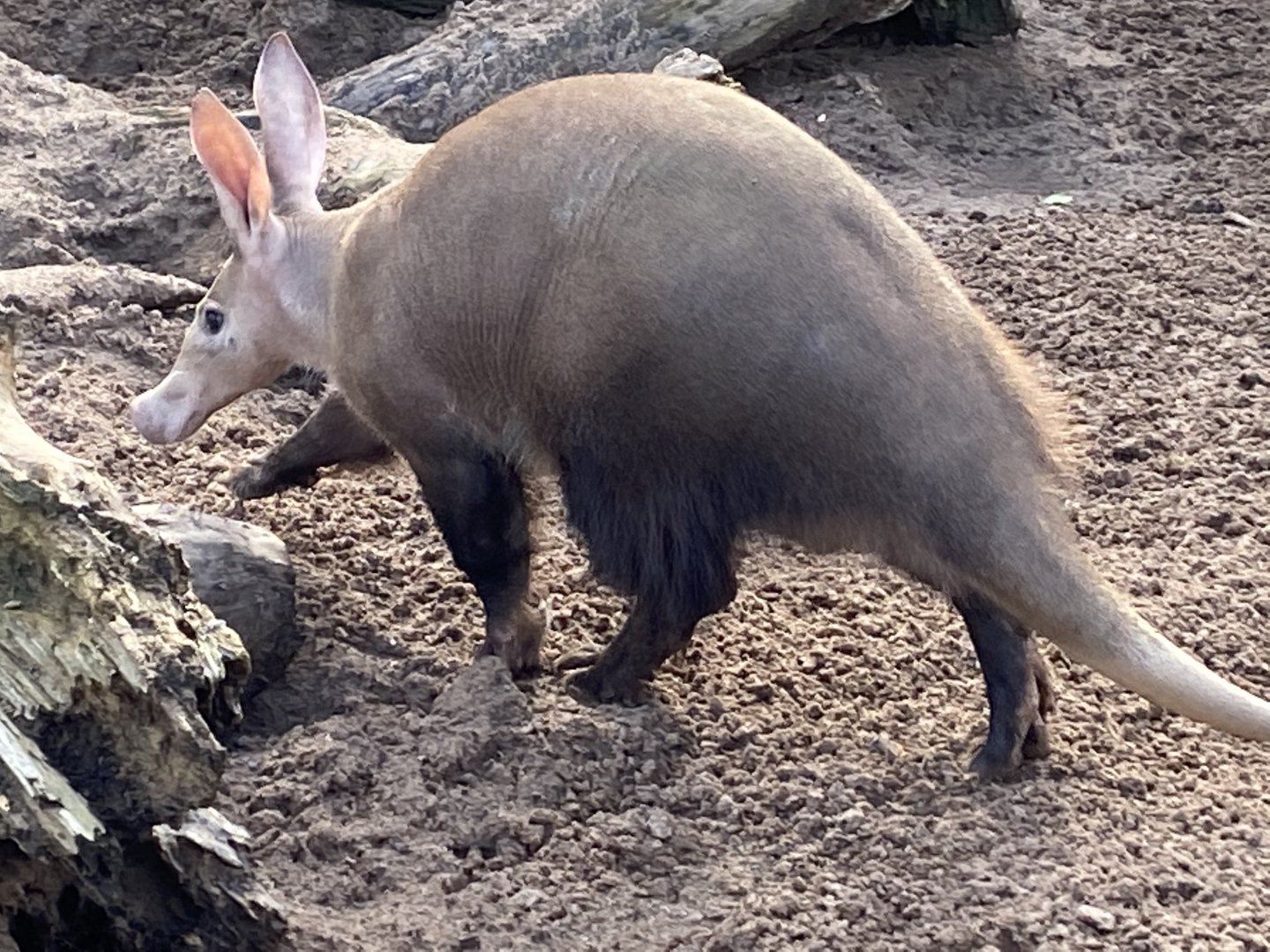 Aardvark 071020