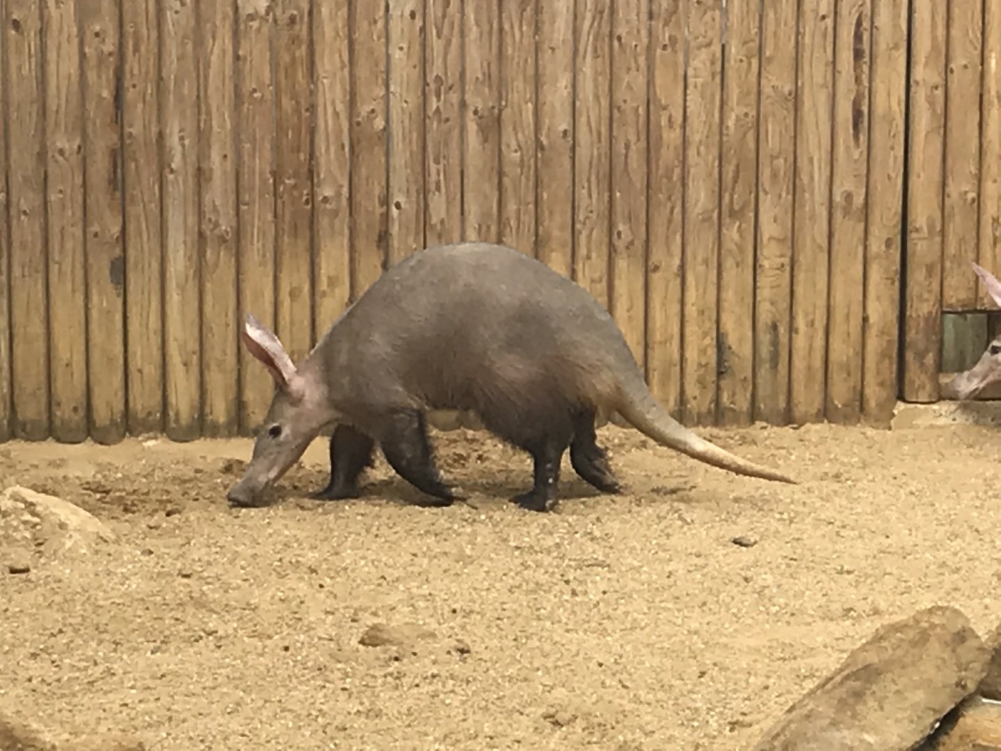 Aardvark 080818