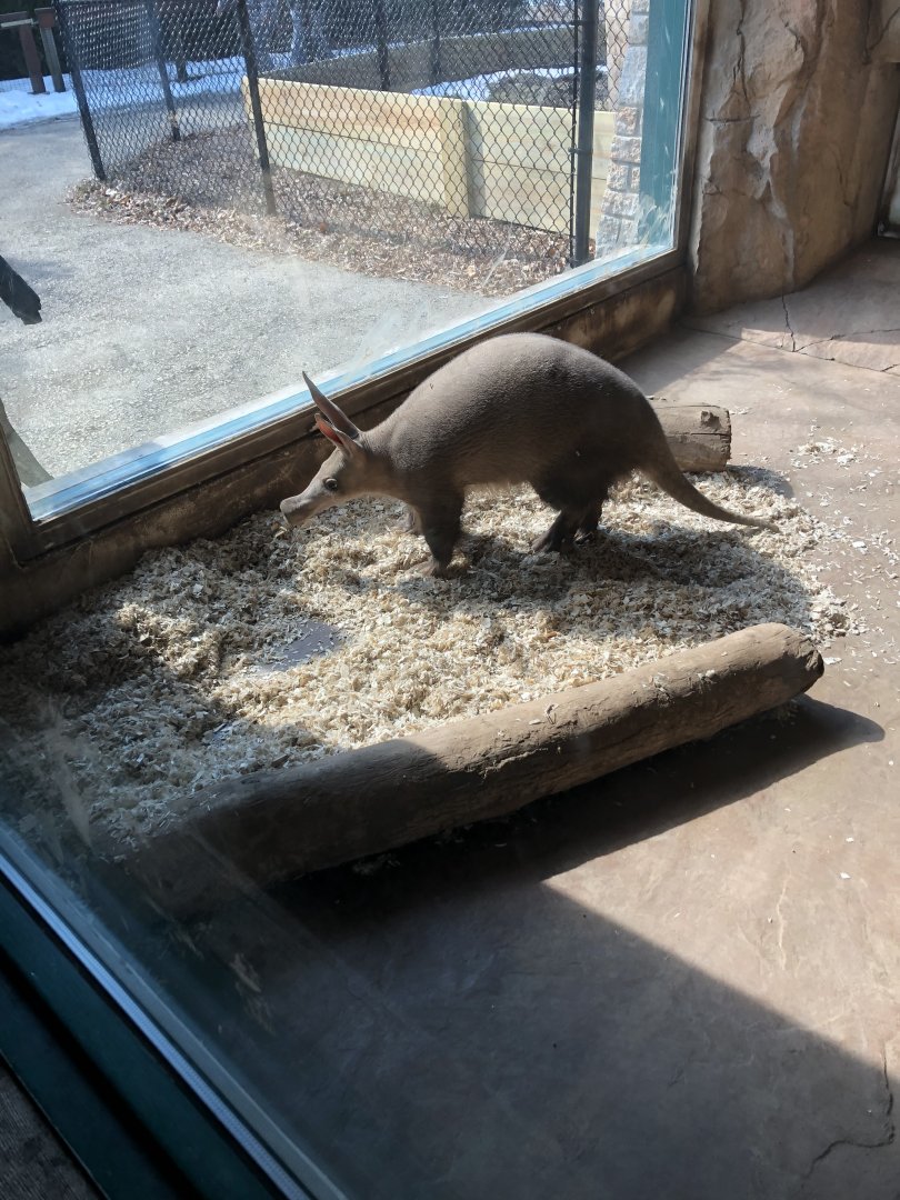 Aardvark “Aayla”