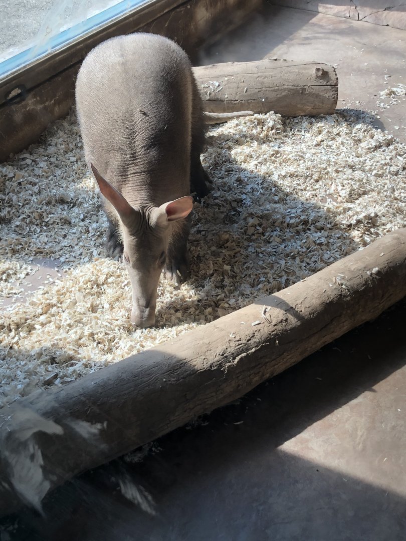 Aardvark “Aayla”