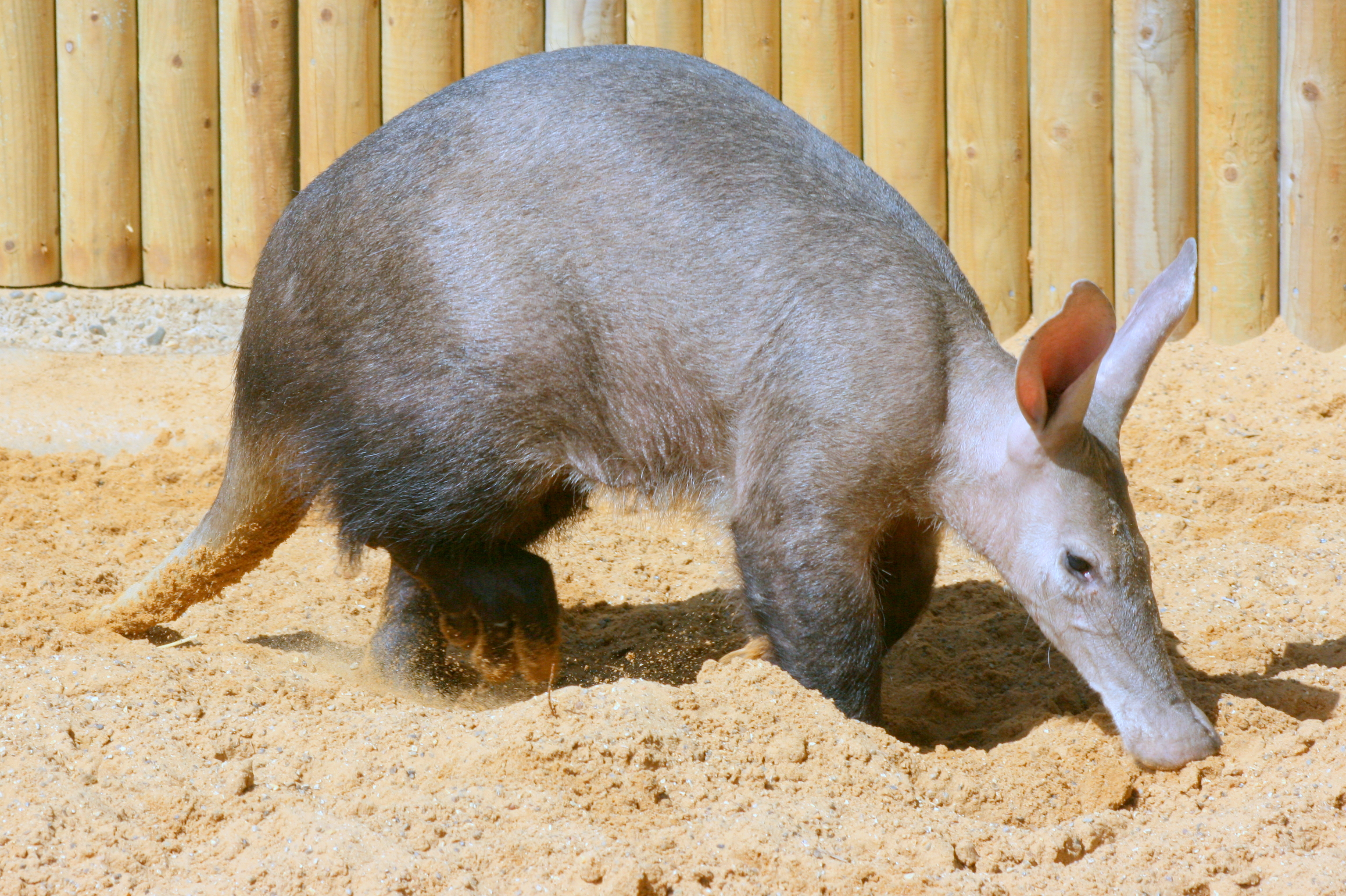 Aardvark; Africa Alive; 1st May 2017