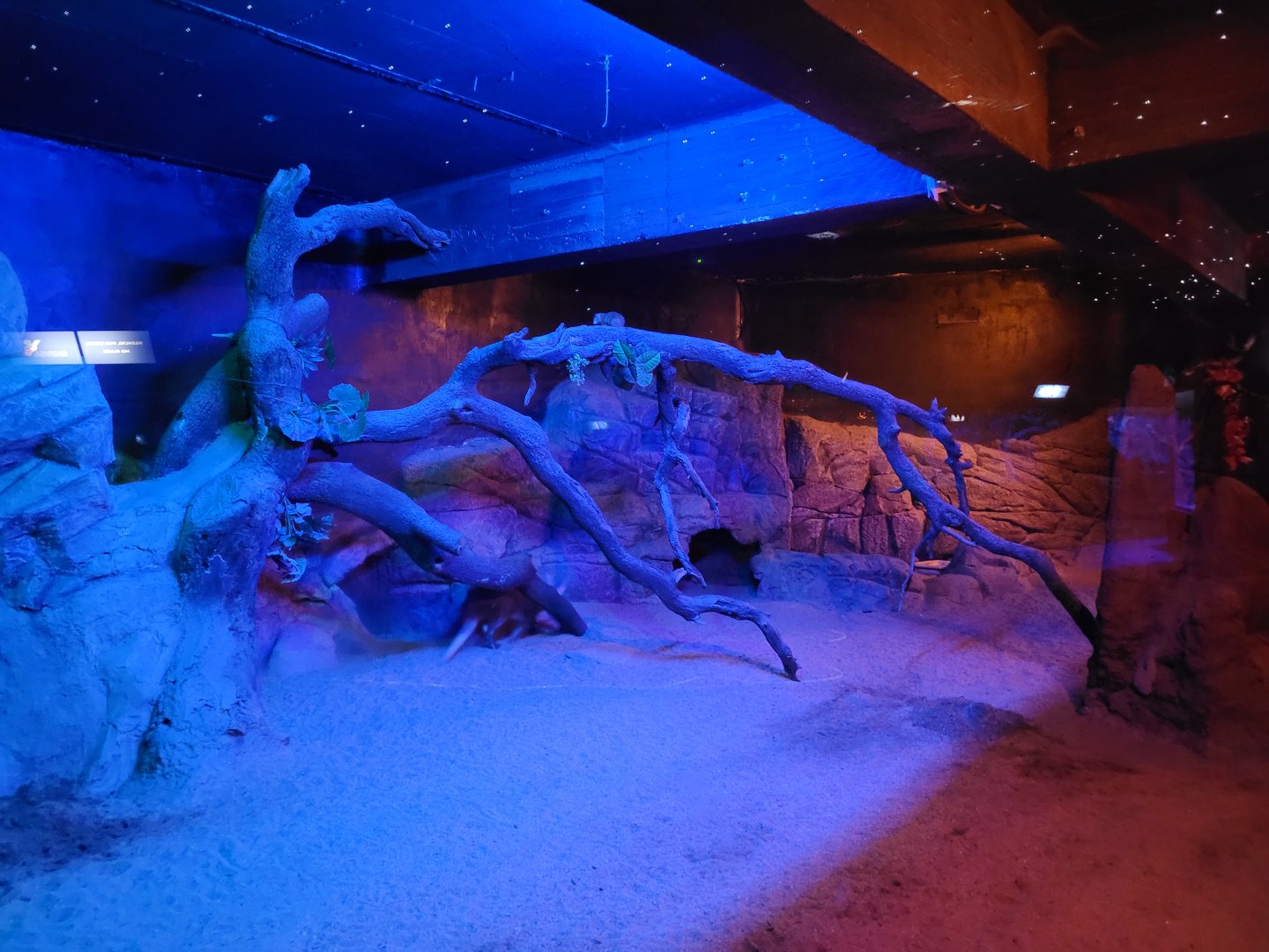 Aardvark and Dwarf mongoose exhibit -Faunia (2025)