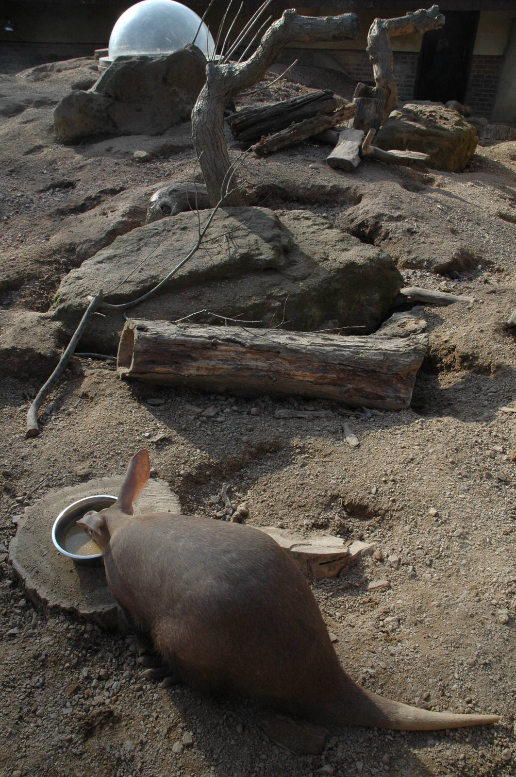 Aardvark and Enclosure- in the 'Roots Zone' of 'Animal Adventures'.