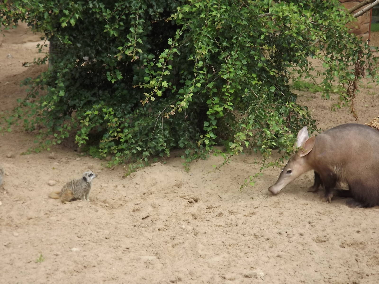 Aardvark and Meerkat at Blackpool Zoo 03/08/12