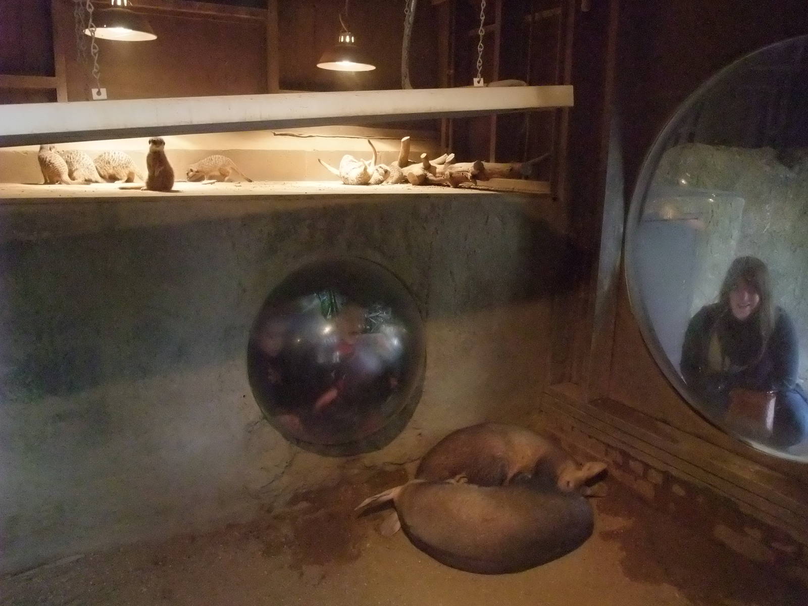 Aardvark and Meerkat Exhibit at London, 16/11/11