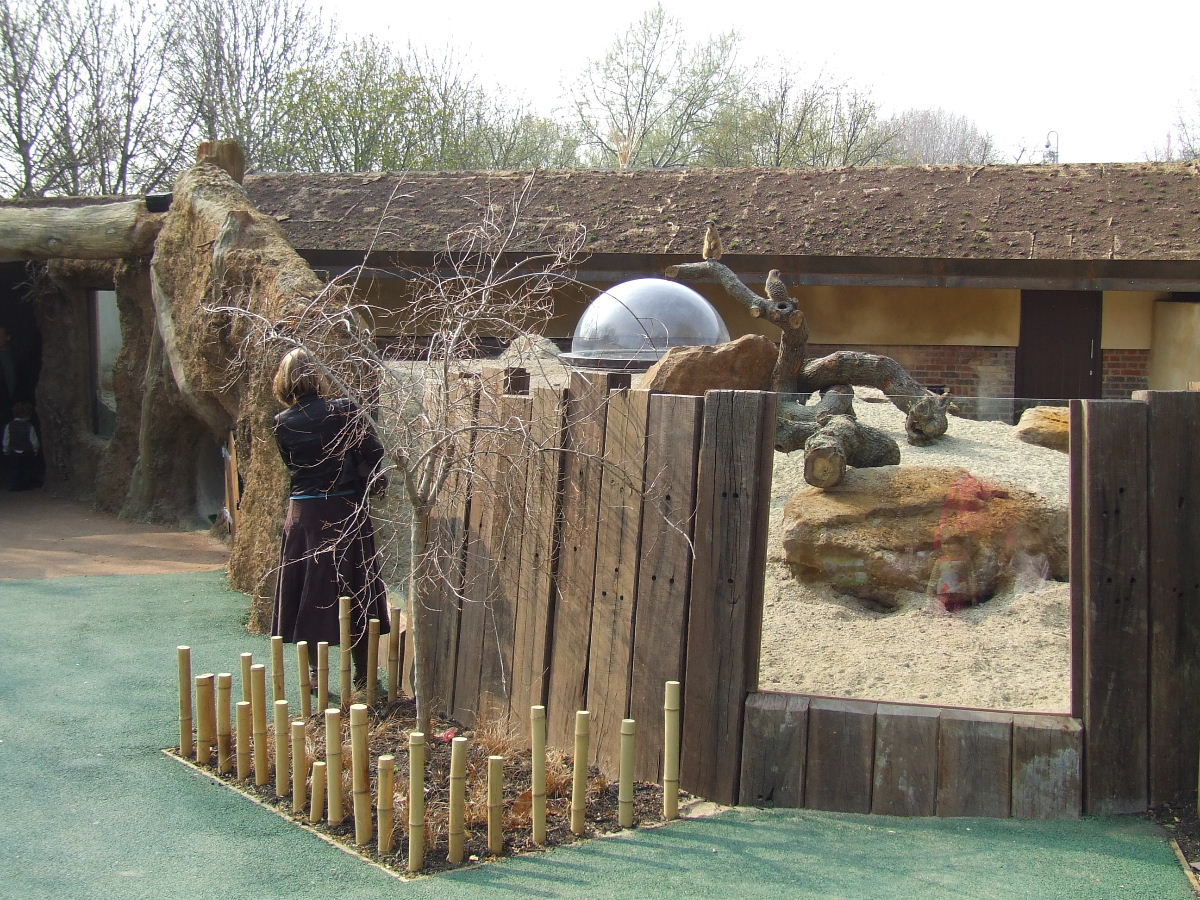 Aardvark and Meerkat mixed exhibit, Root Zone, Ambika Paul Children's Zoo,