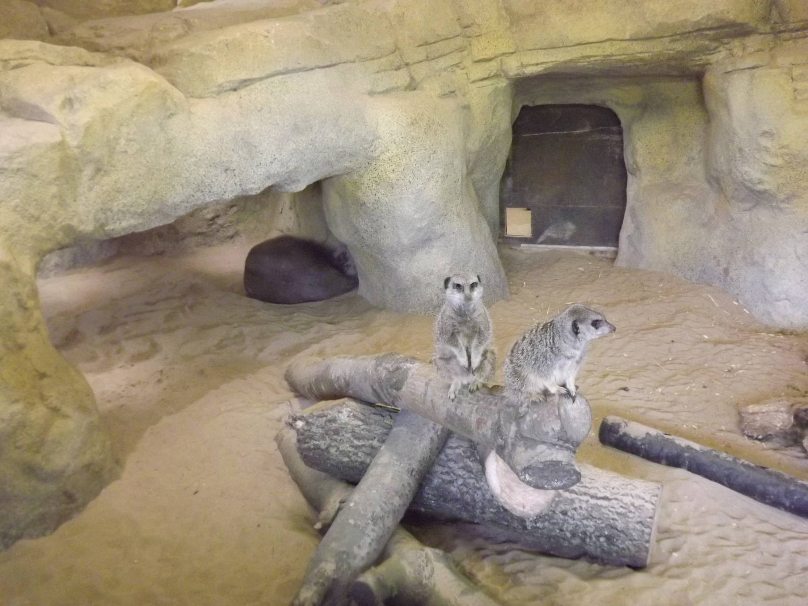 Aardvark and Meerkat (temporarily) exhibit at Blackpool Zoo 21/04/12