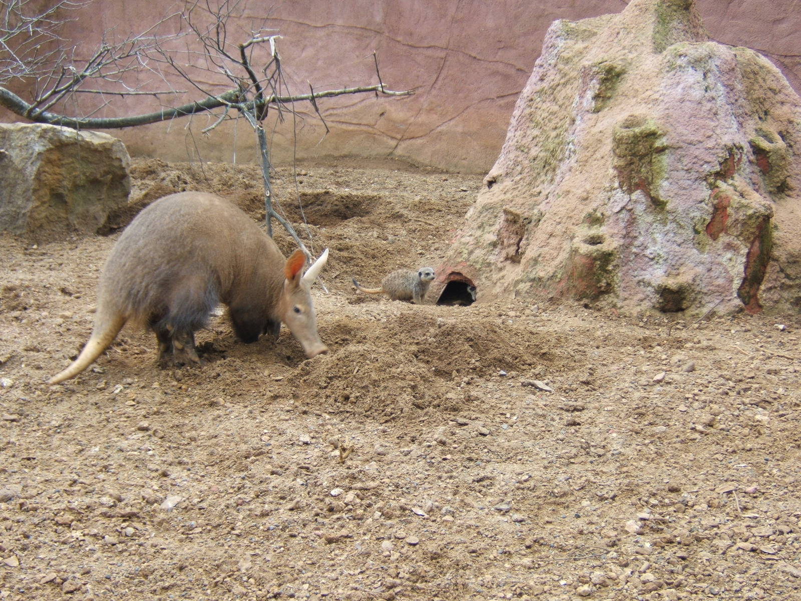 Aardvark and Meerkat