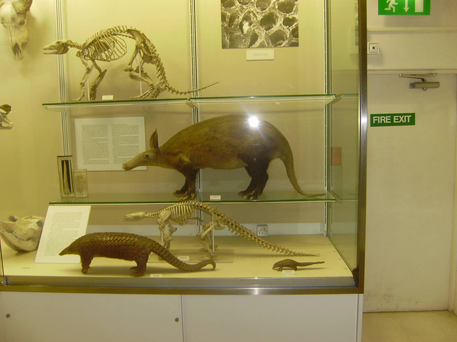 Aardvark and pangolin display