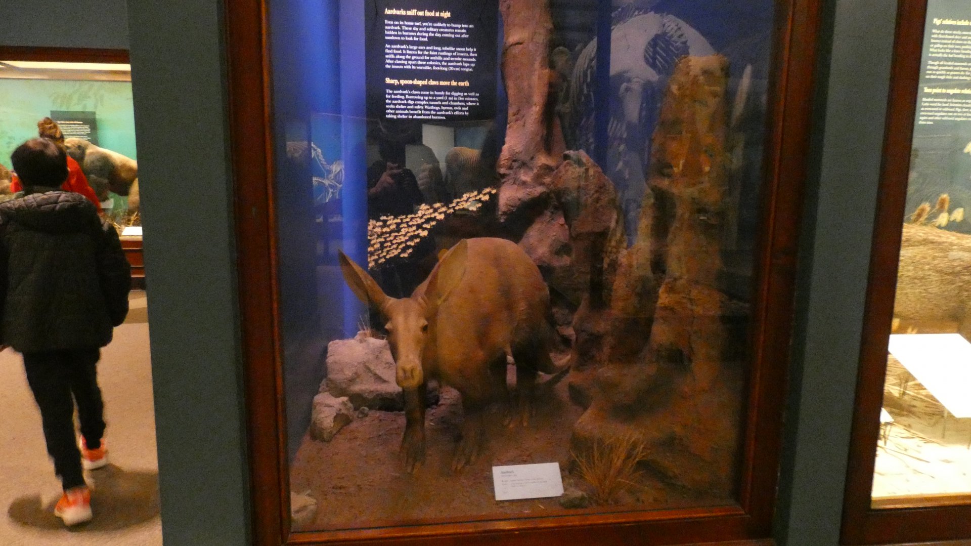 Aardvark, Animal Groups - Feb. 2022