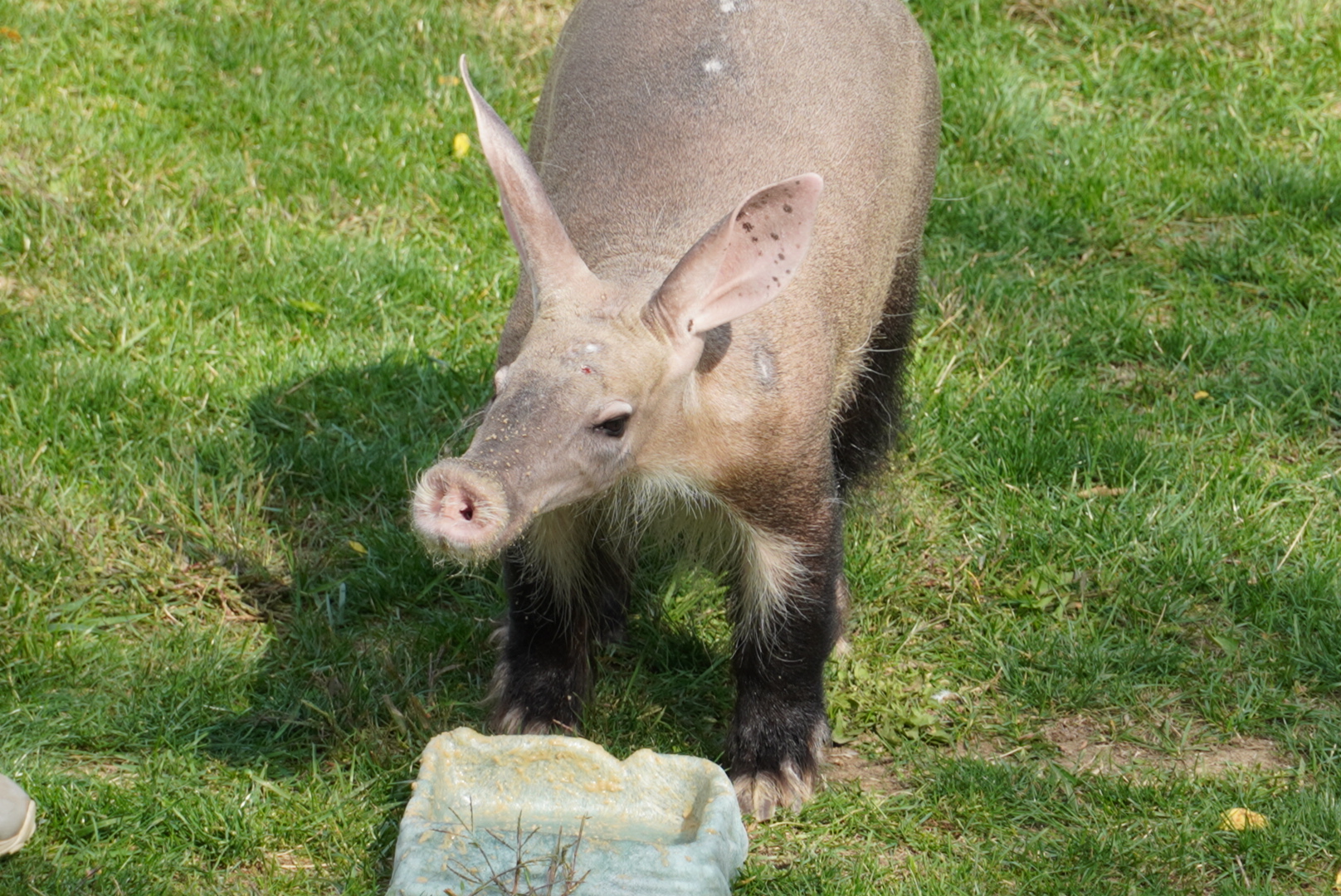 Aardvark, “Arthur”
