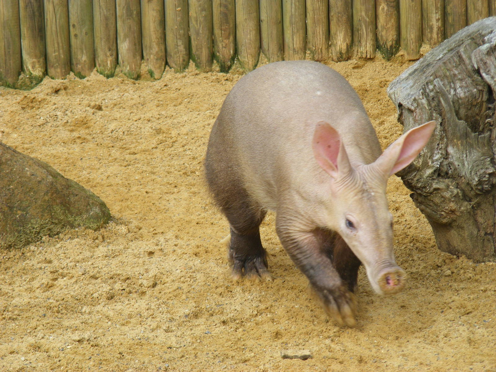 Aardvark at Africa Alive!, 13 September 2010