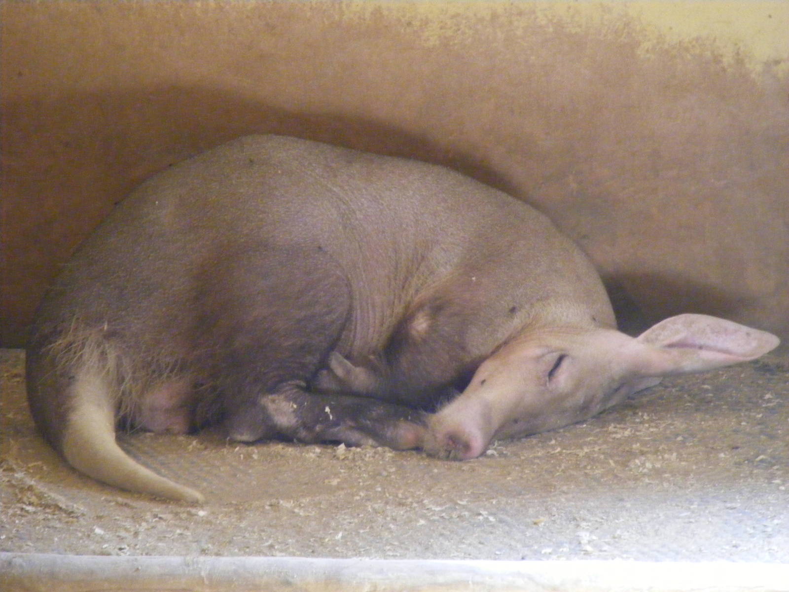 Aardvark at Africa Alive!, 13 September 2010