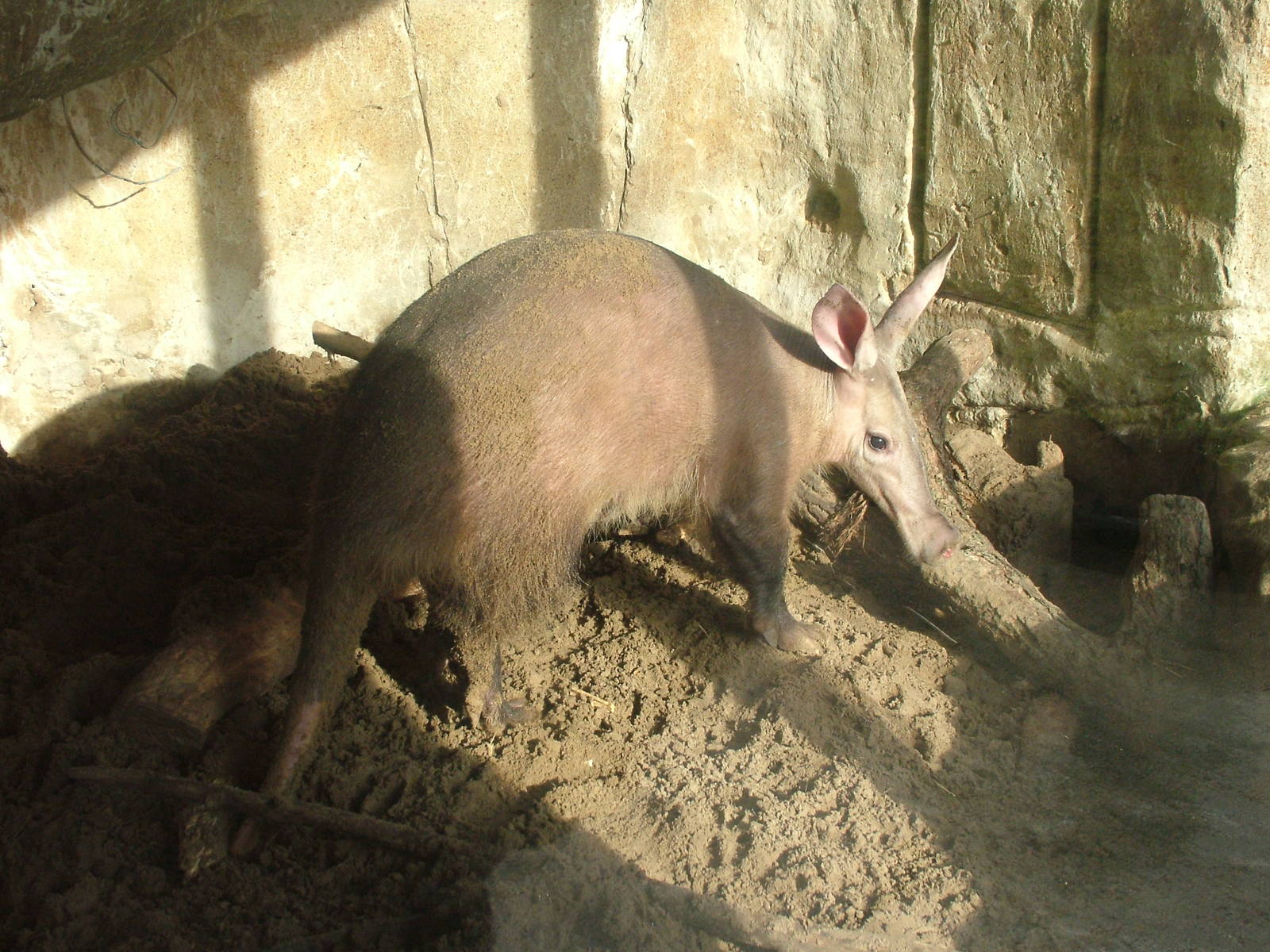 Aardvark at Blackpool 26/03/10