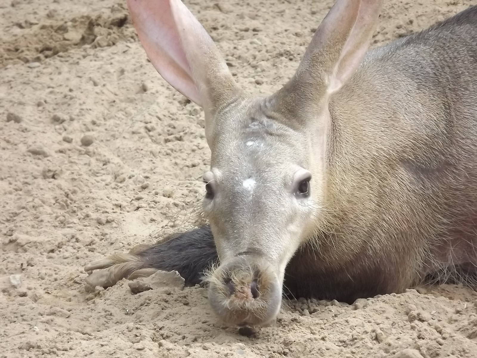 Aardvark at Blackpool Zoo 03/08/12