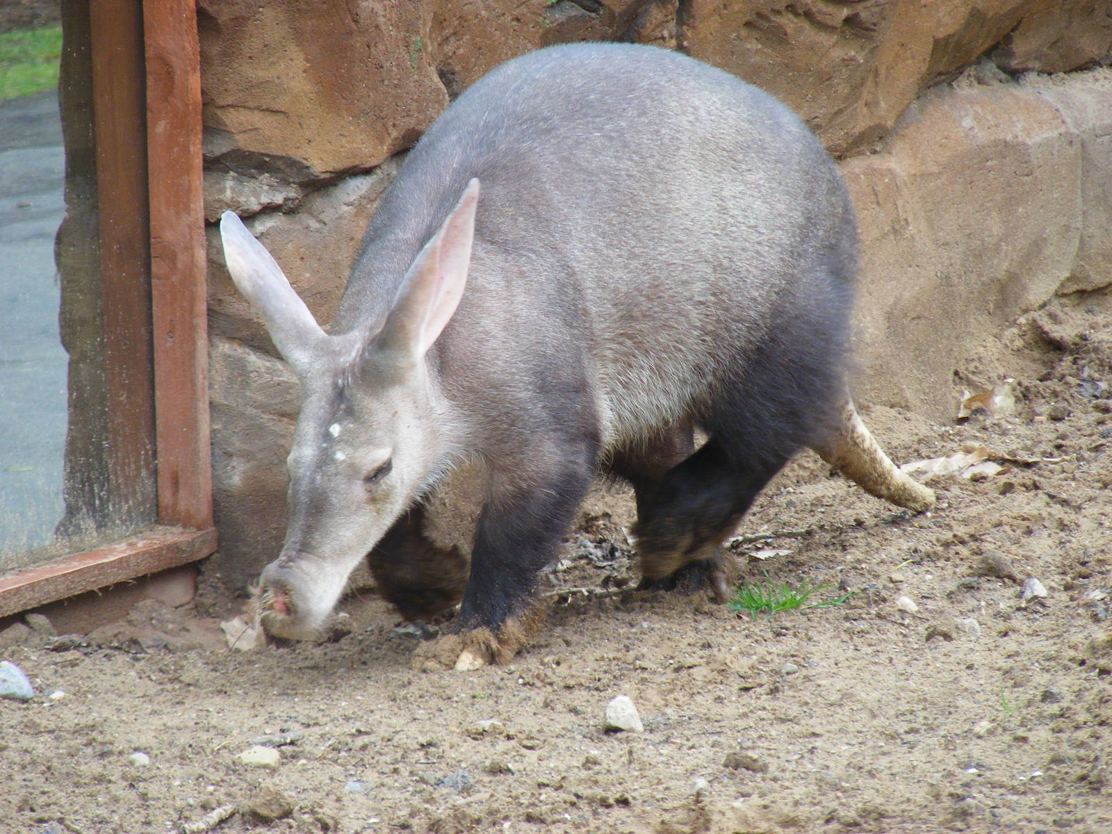 Aardvark at Blackpool Zoo, 13 June 2011