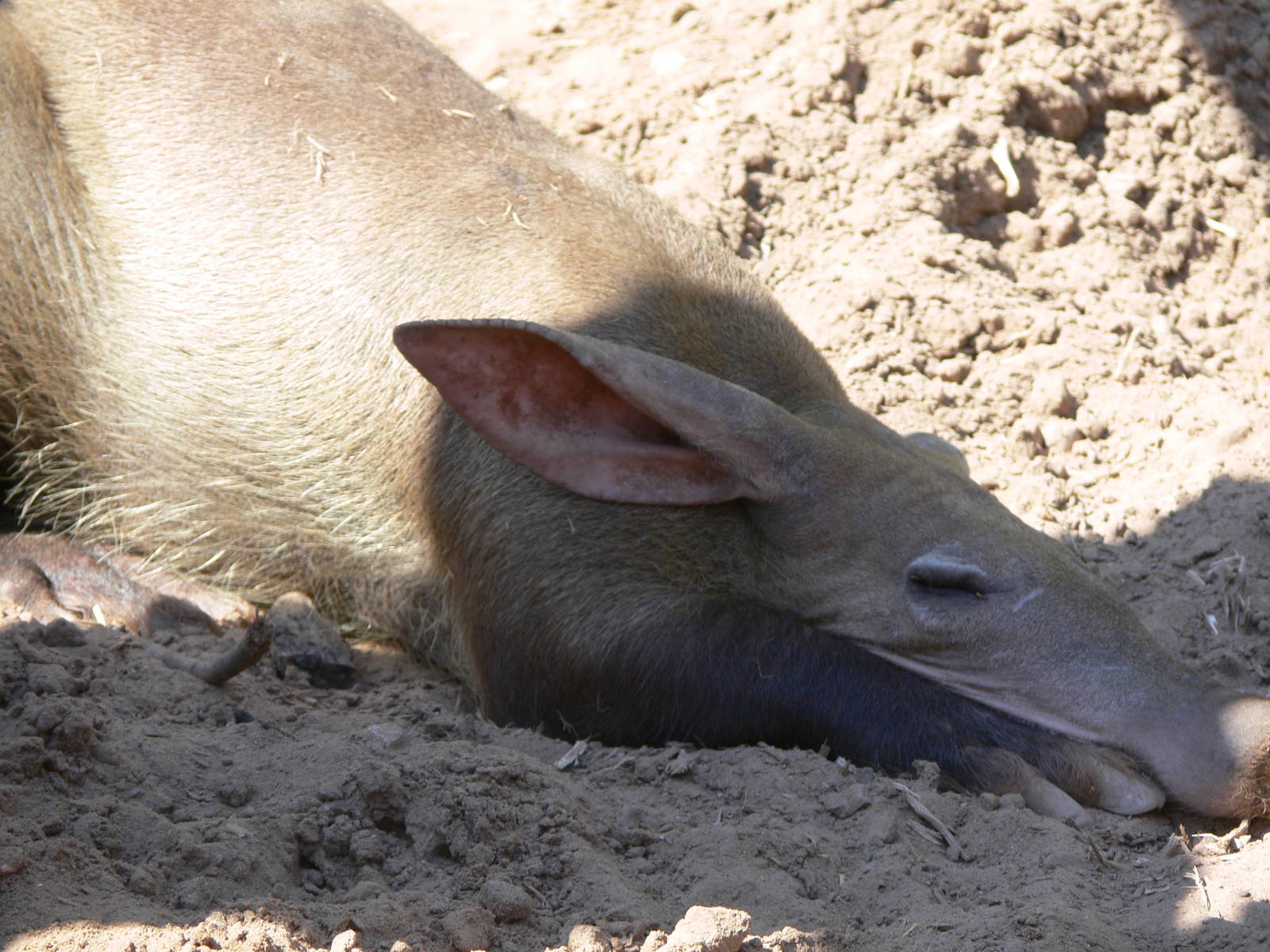 Aardvark at Blackpool Zoo, 26/05/13