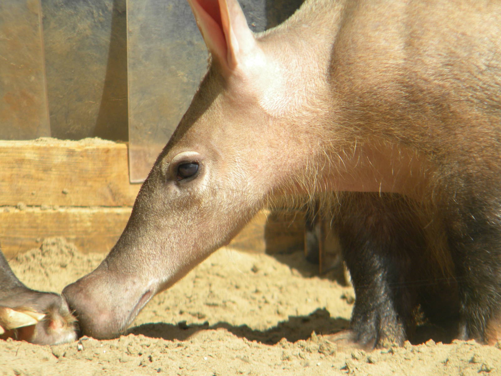 Aardvark at Blackpool Zoo 30/05/11