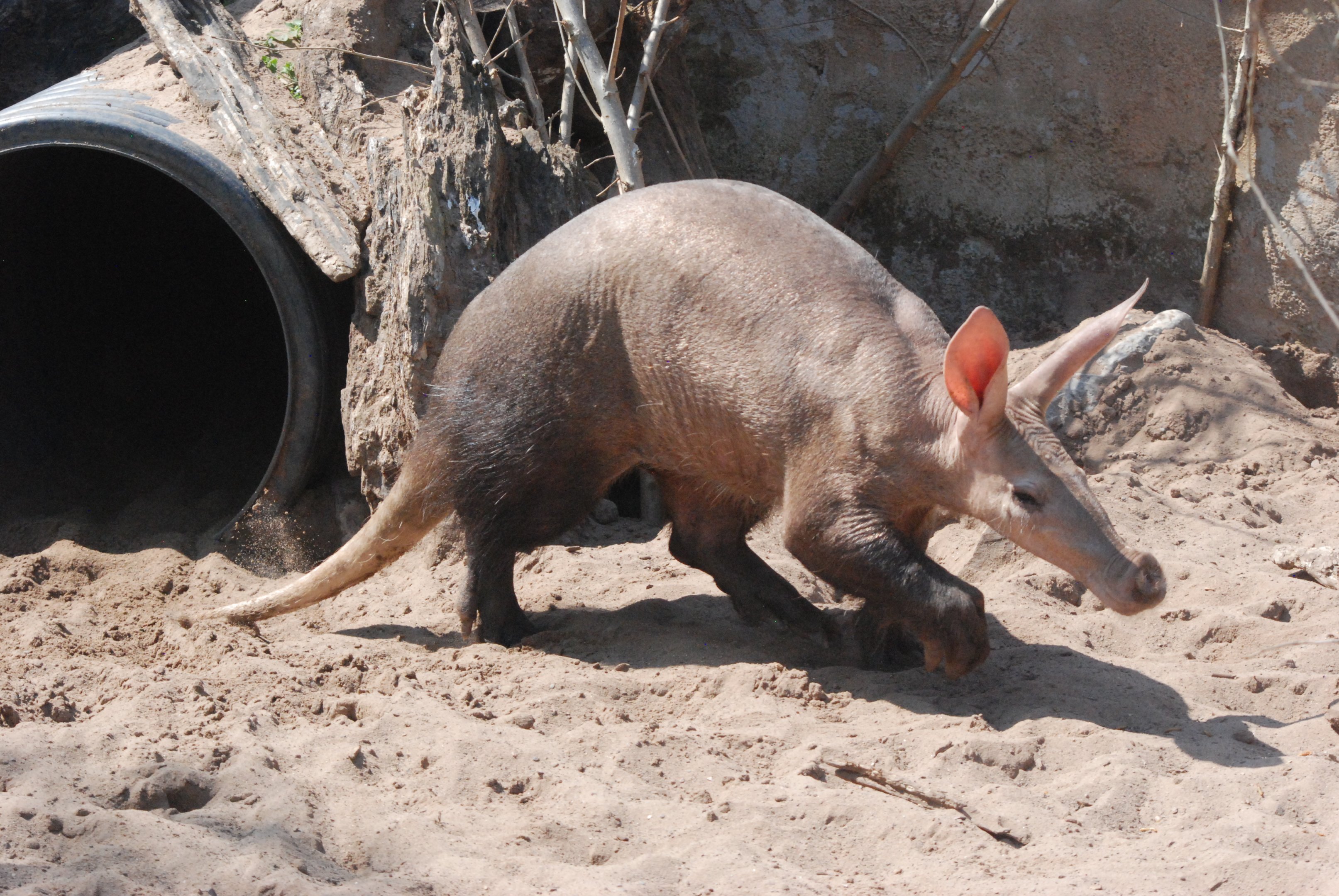 Aardvark at Chester, 20th July 2021