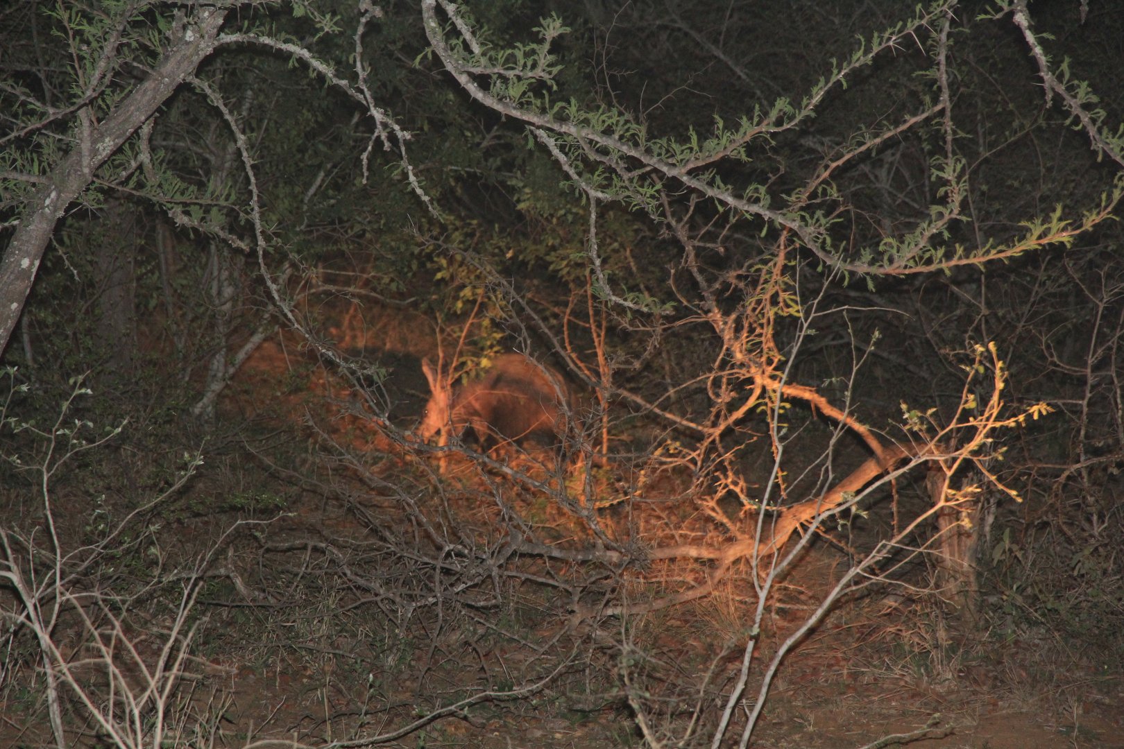 Aardvark at night (September 2012)