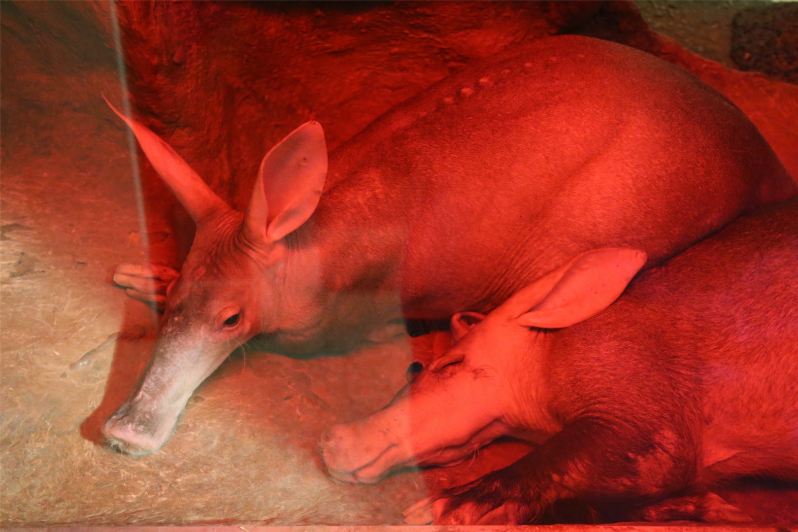 Aardvark, August 2015
