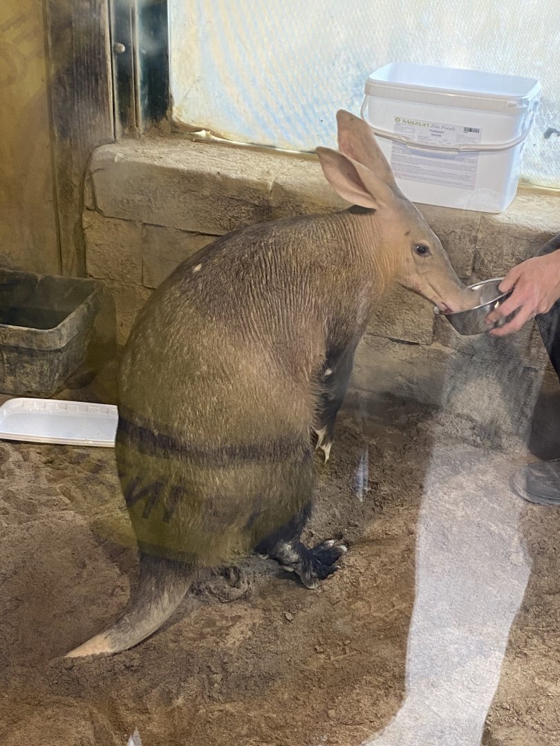 Aardvark being fed 110921