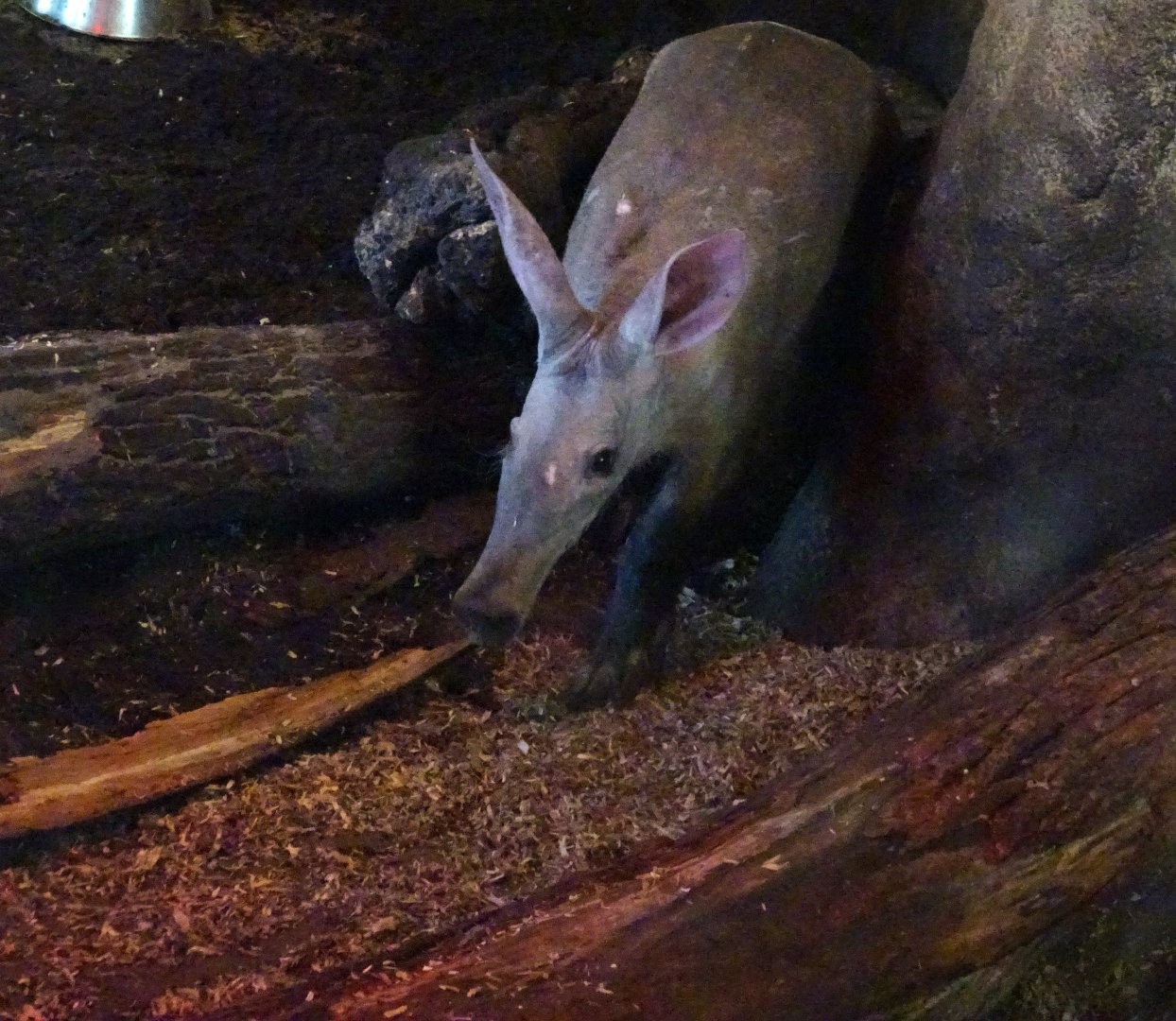Aardvark Blackpool Zoo 13 July 2025