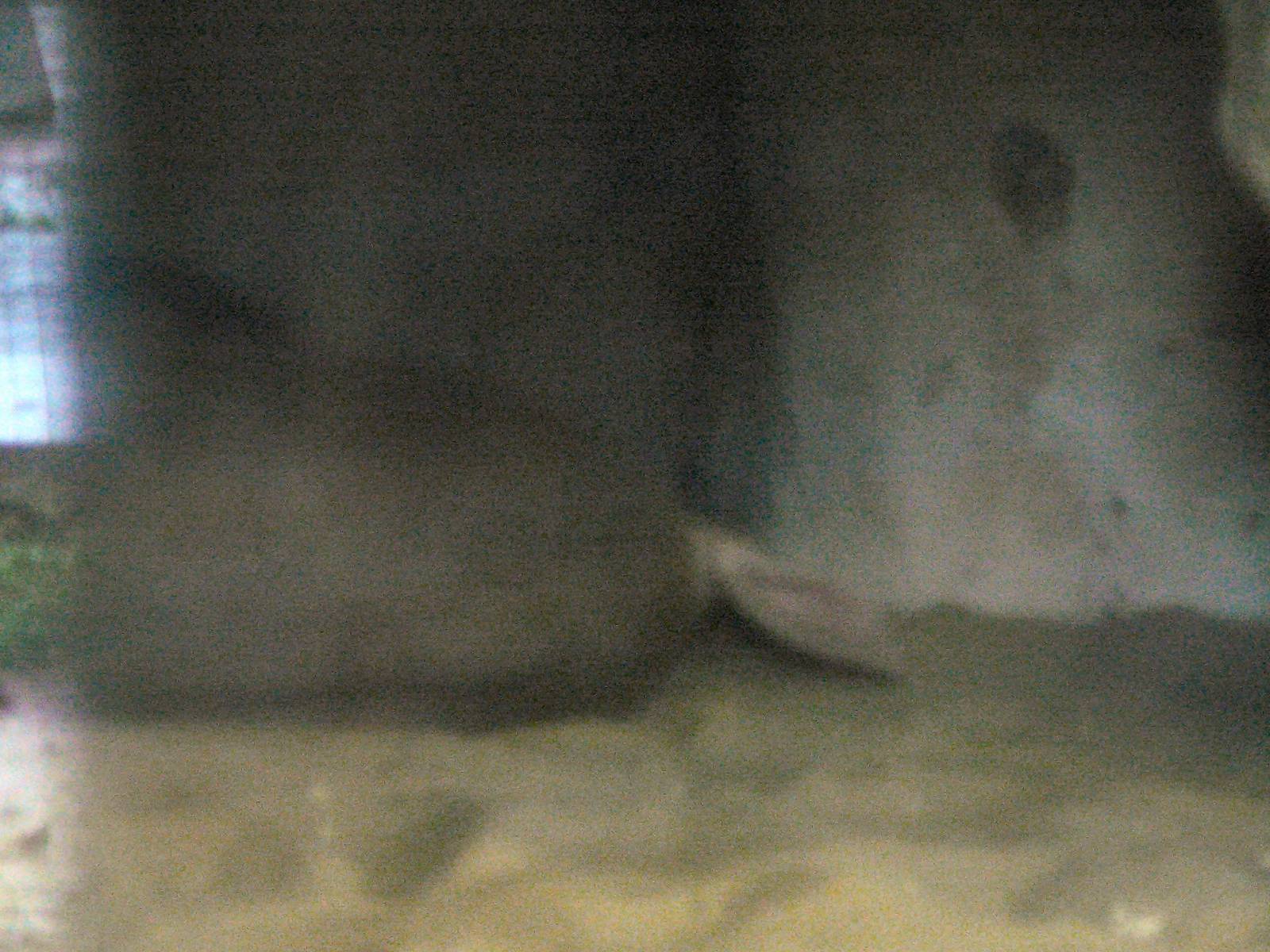 Aardvark, Blackpool zoo