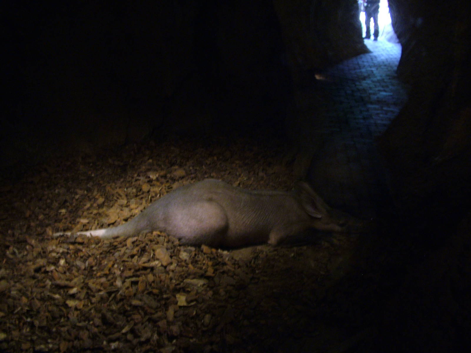Aardvark Burrow at Bioparc Valencia, 28/05/11
