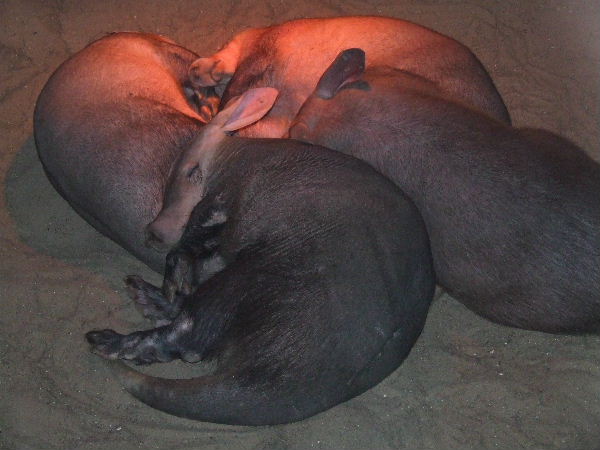 Aardvark Burrow, interior space