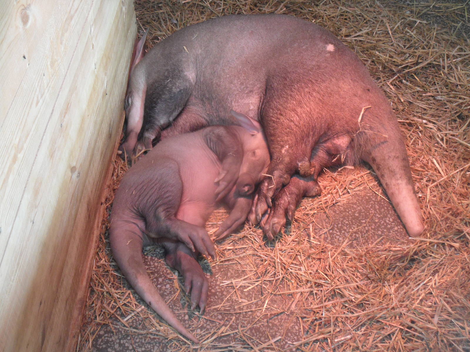 Aardvark calf 2015