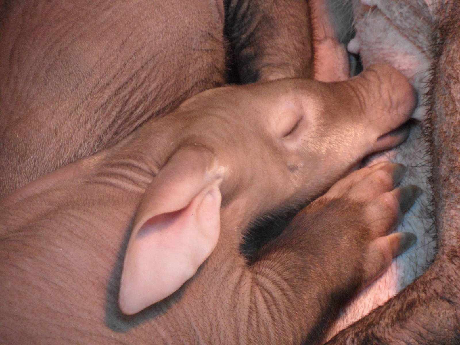 Aardvark calf closeup