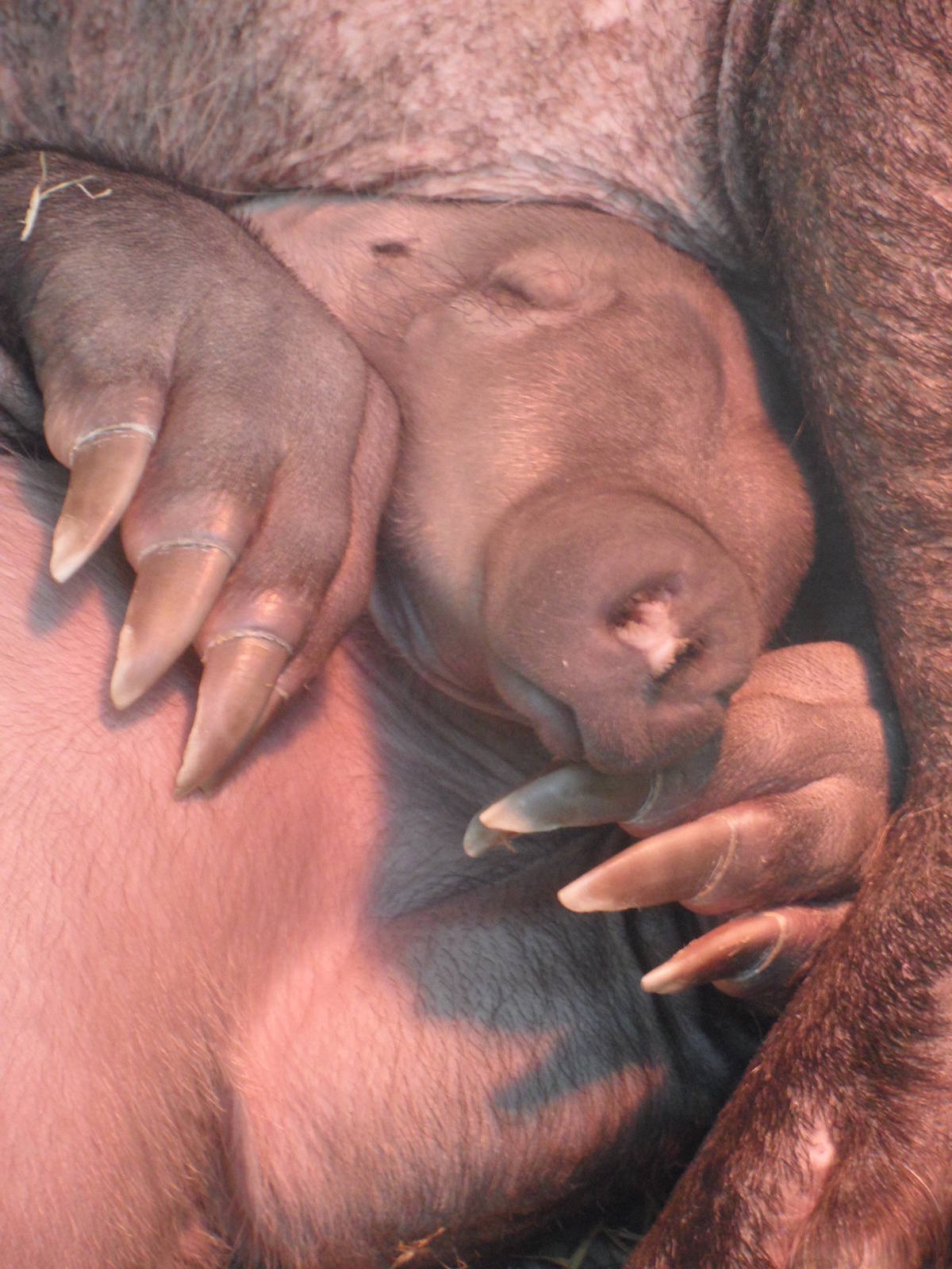 Aardvark calf portrait