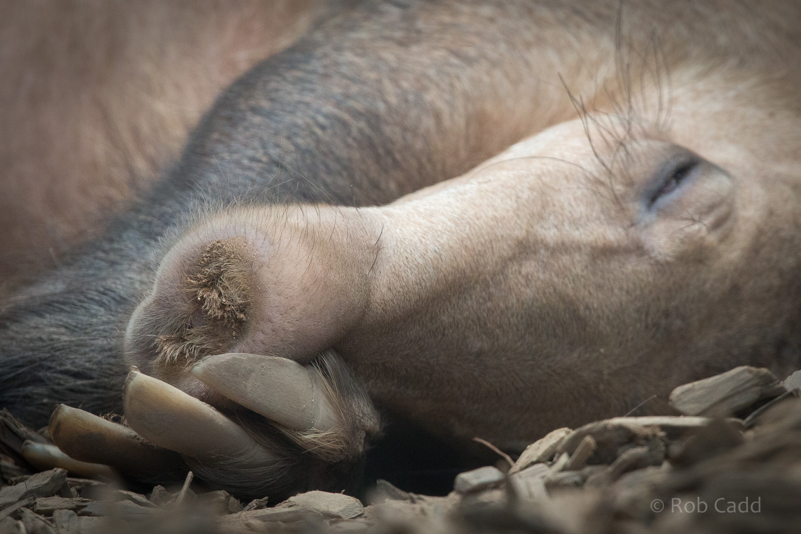 Aardvark : Chester : 16 Jun 2014