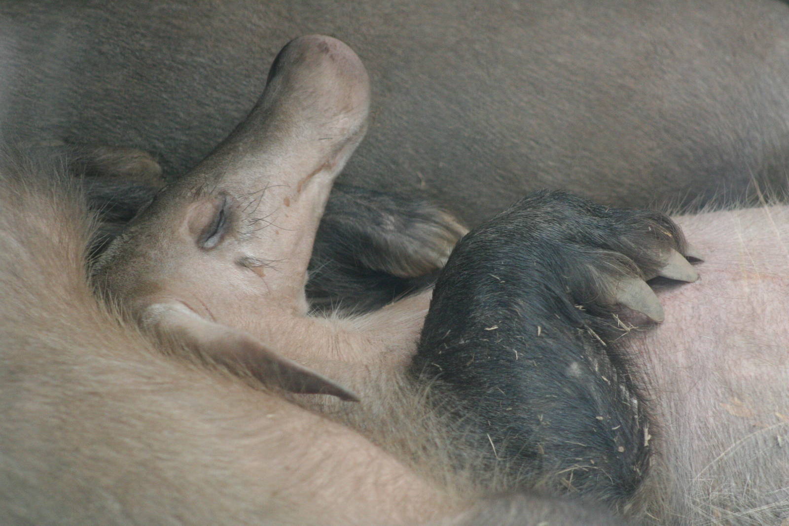 Aardvark @ Chester; 18.09.2015