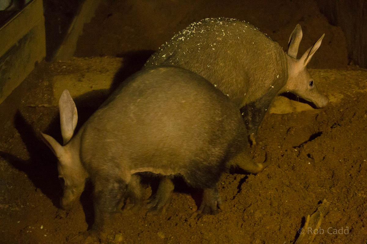 Aardvark : Colchester : 19 Sep 2015