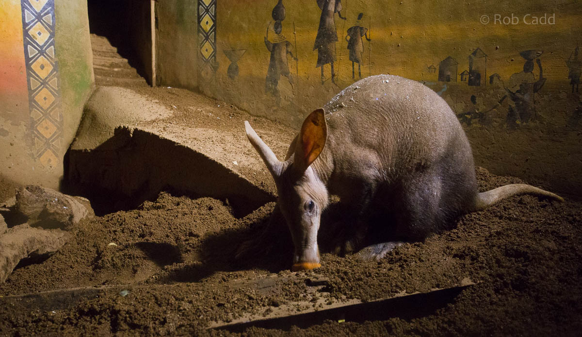 Aardvark : Colchester : 19 Sep 2015