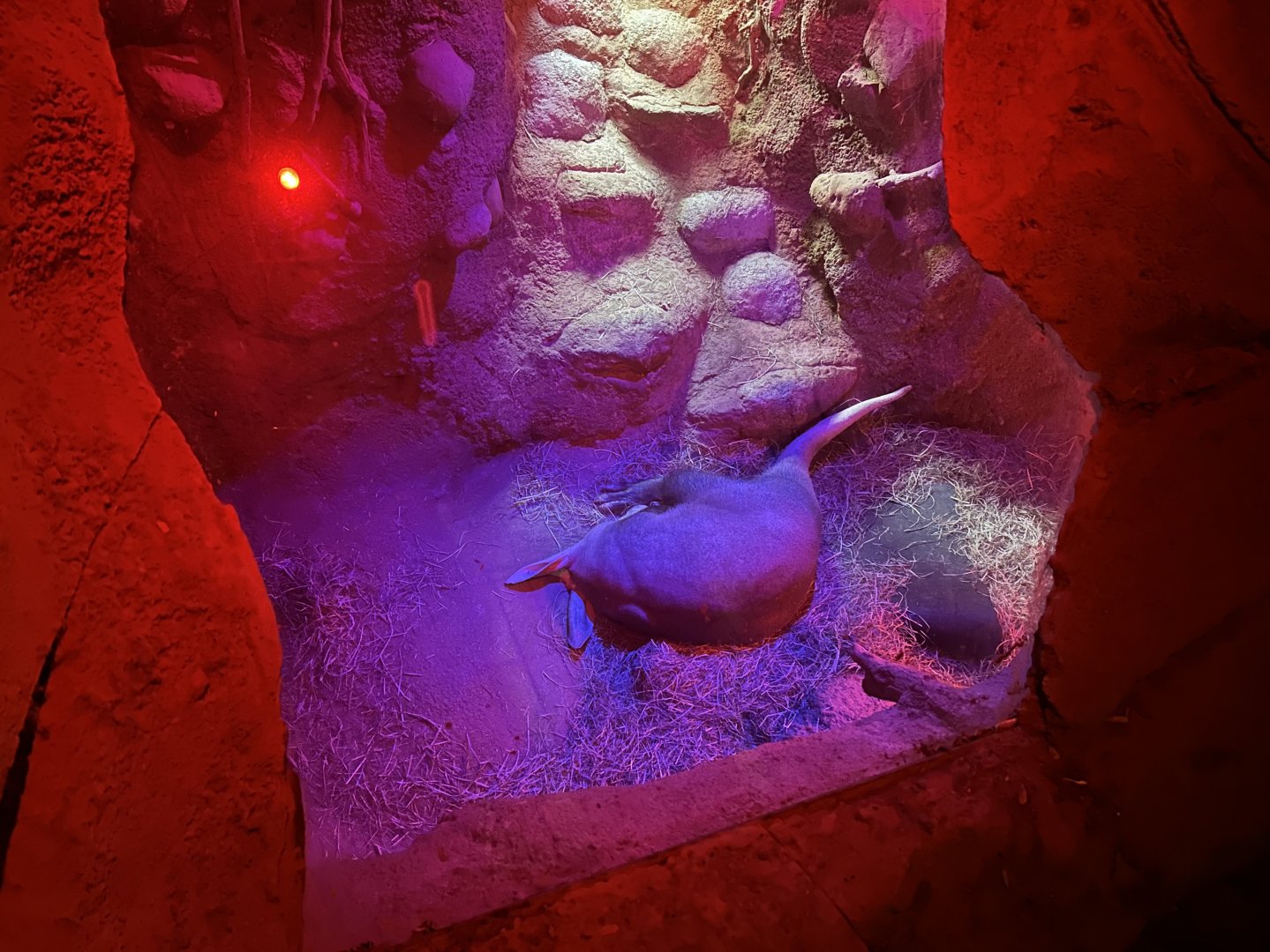 Aardvark Den - African Journey