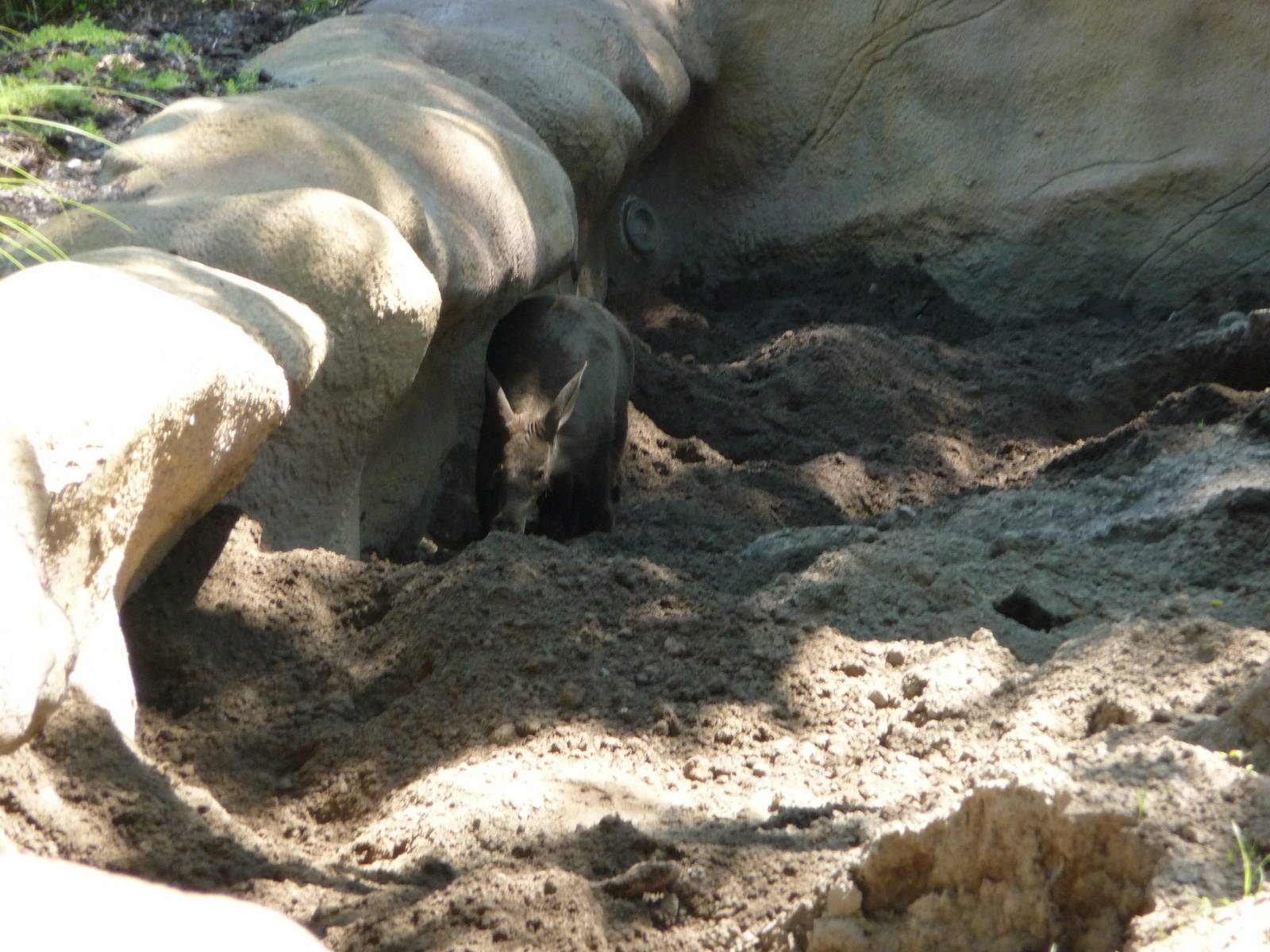 Aardvark - Detroit Zoo