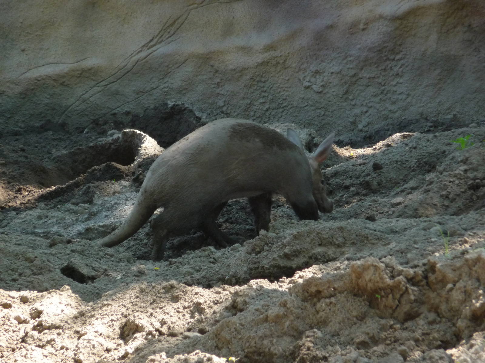 Aardvark - Detroit Zoo