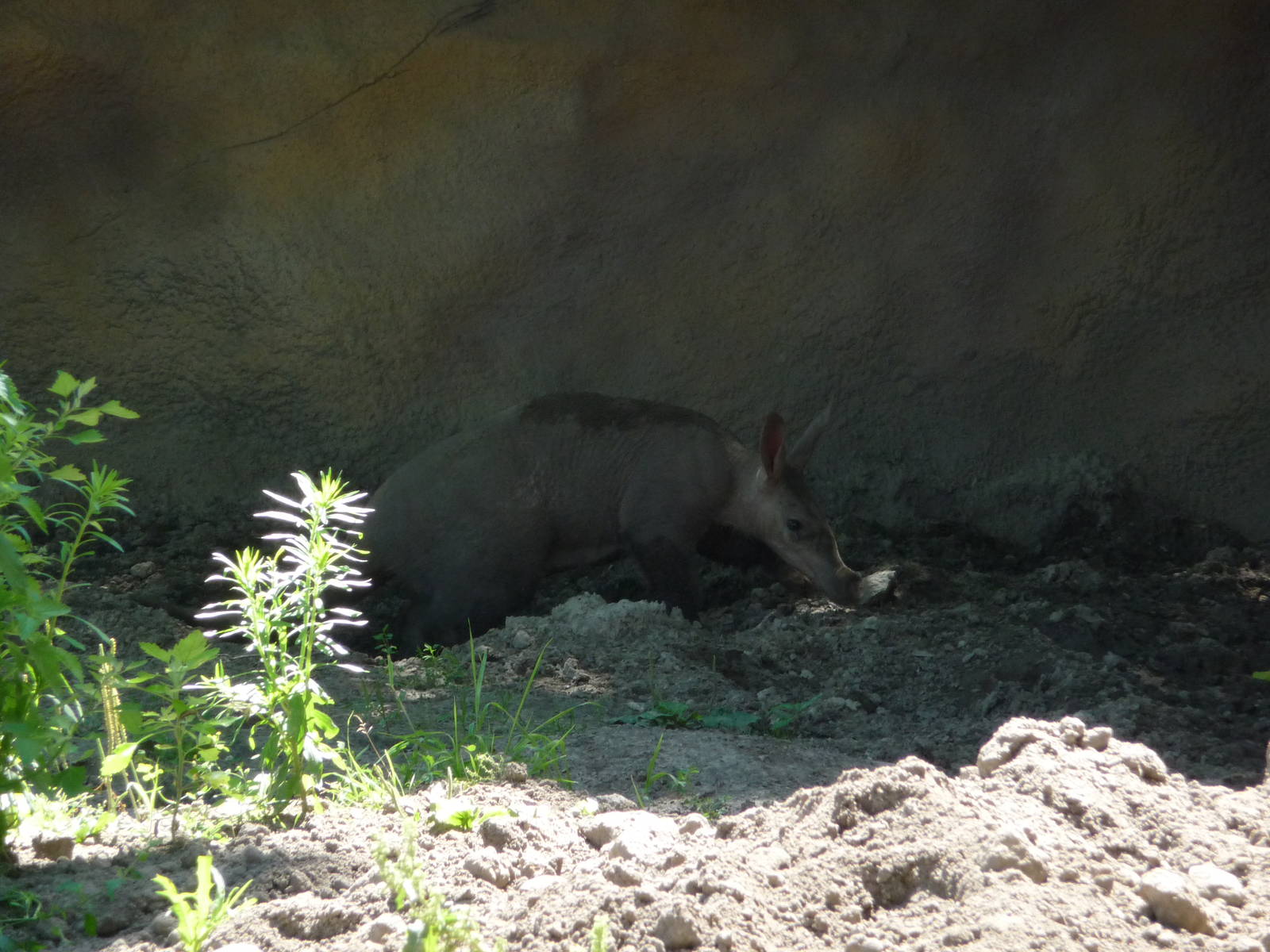 Aardvark - Detroit Zoo