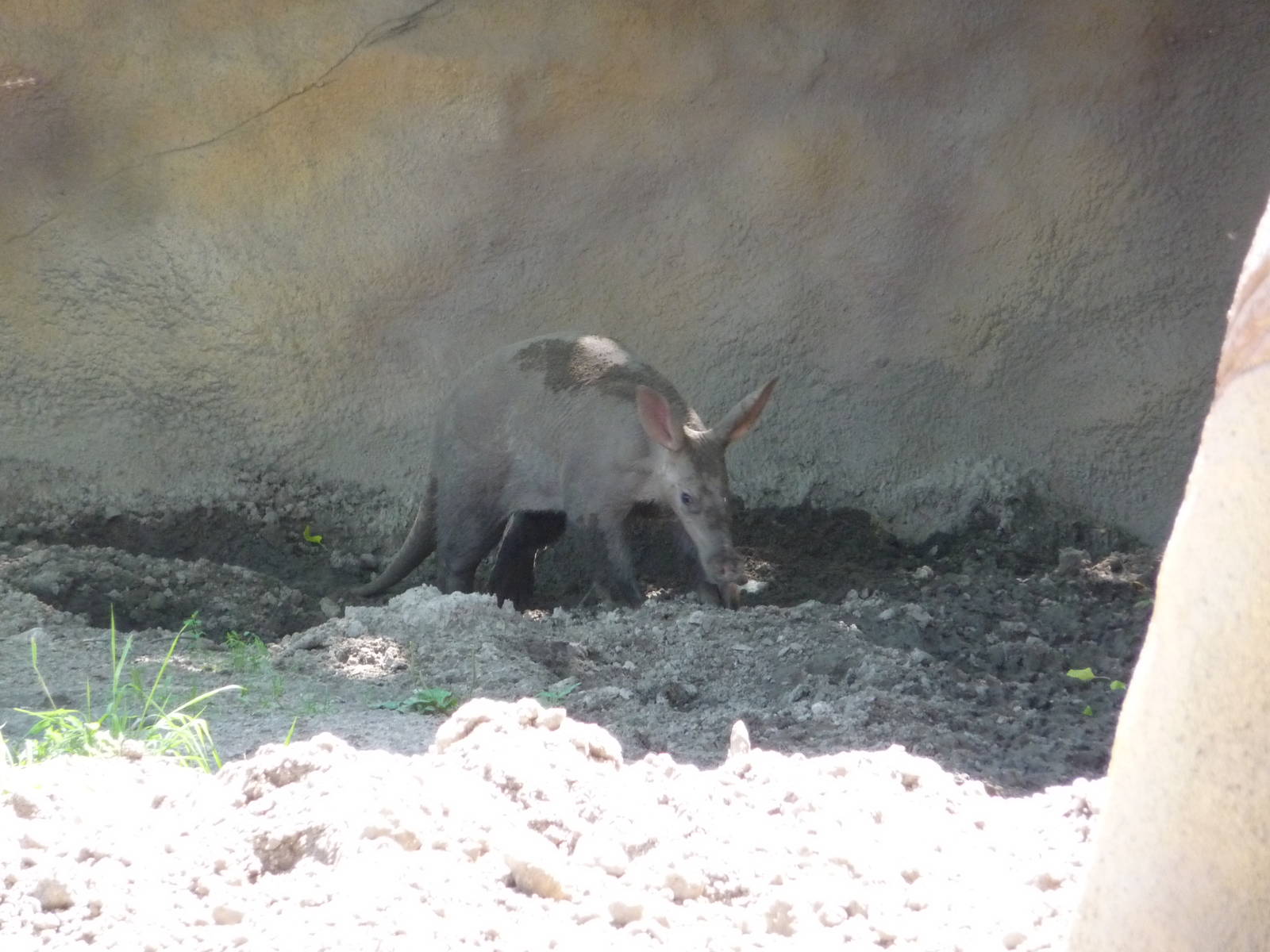 Aardvark - Detroit Zoo