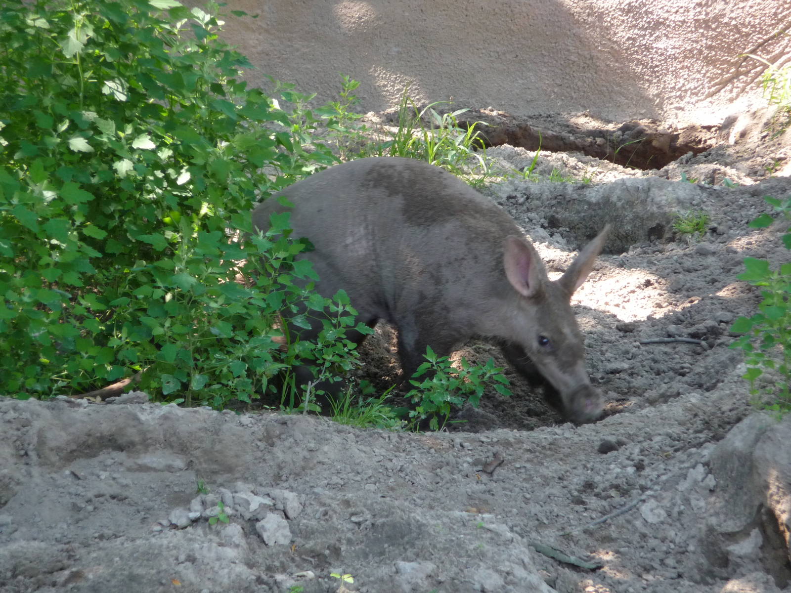 Aardvark - Detroit Zoo