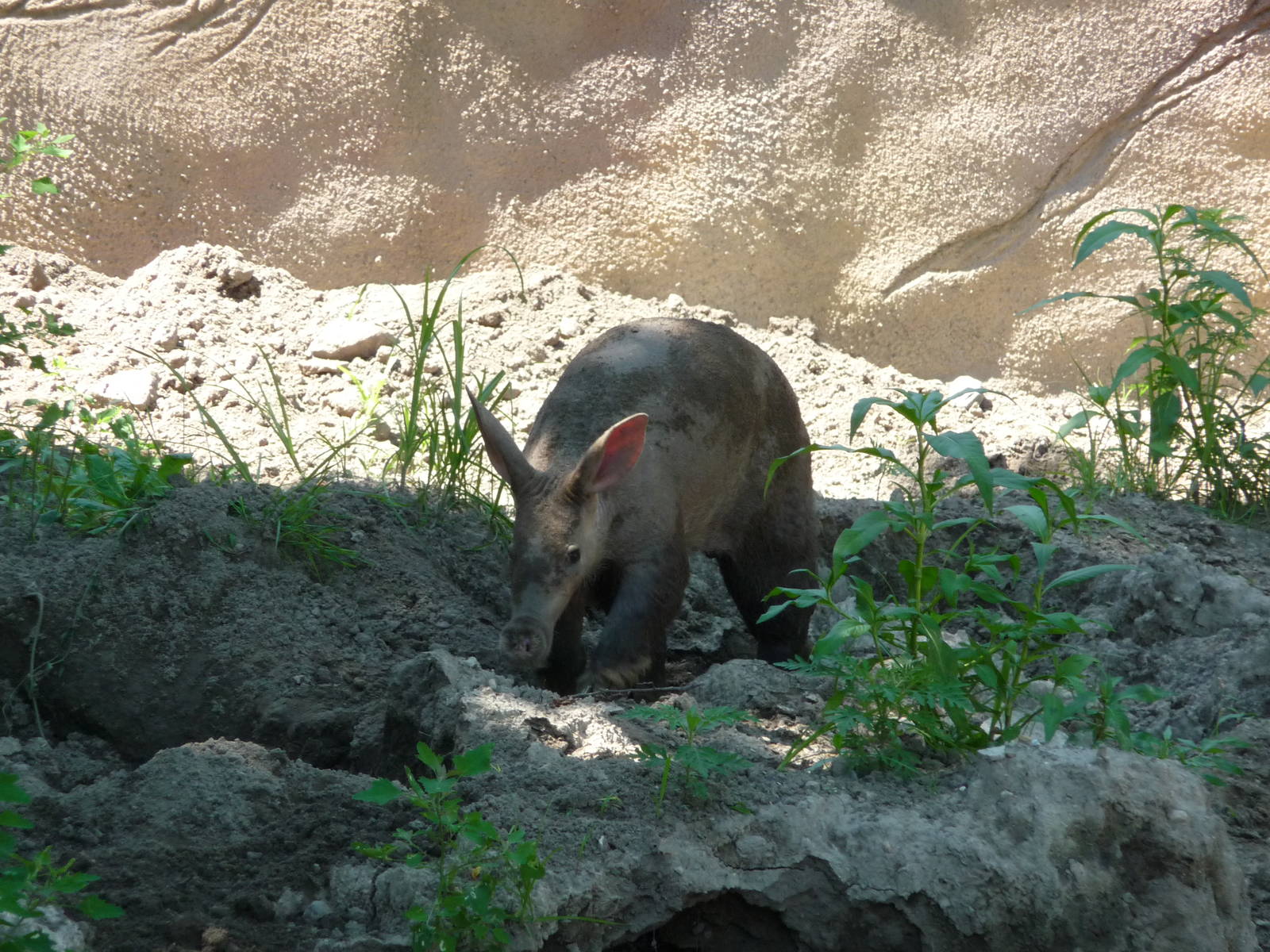 Aardvark - Detroit Zoo