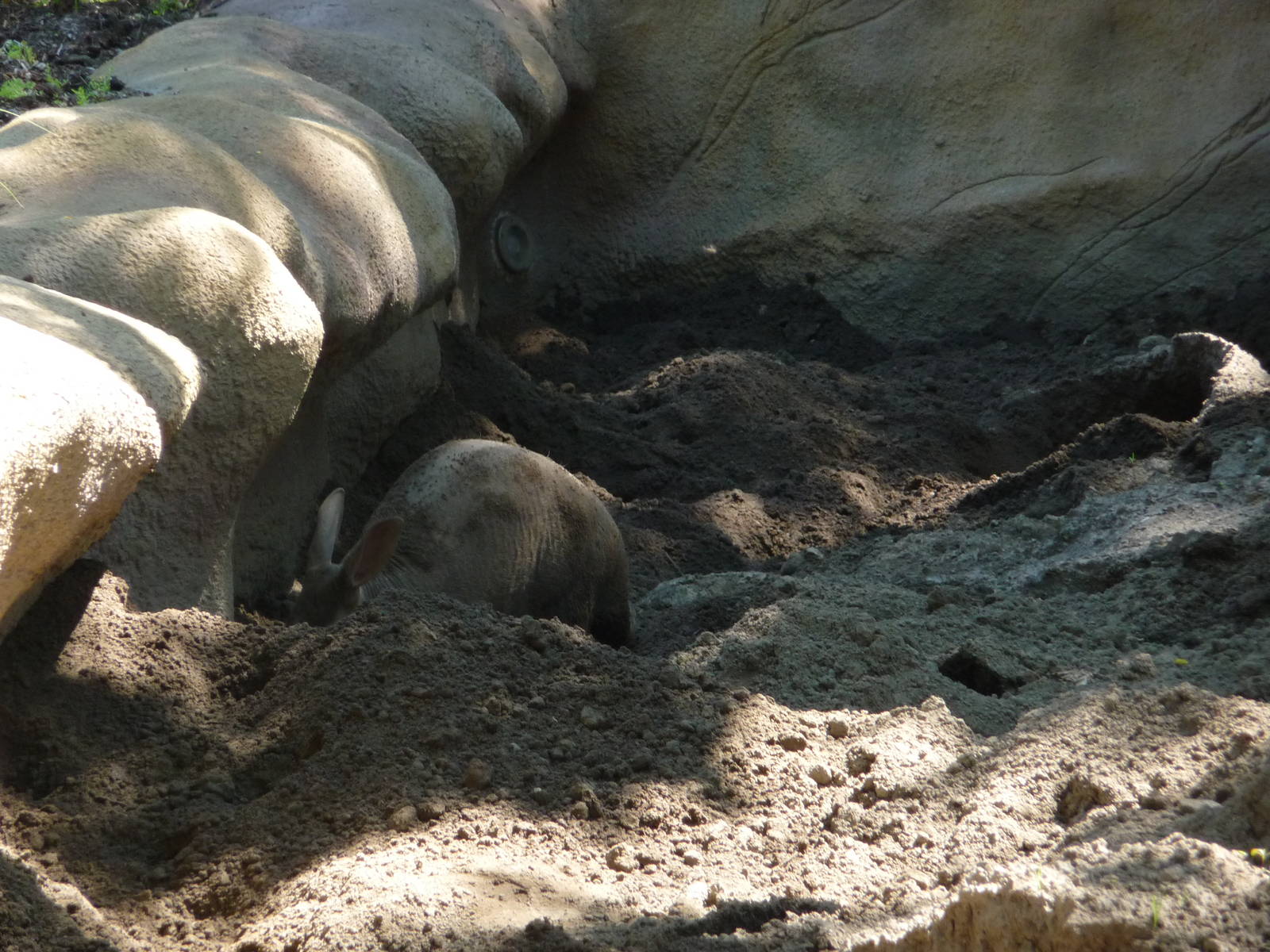 Aardvark digging - Detroit Zoo