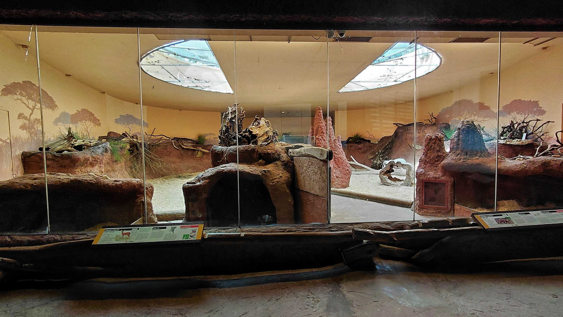 Aardvark + dikdik indoor exhibit